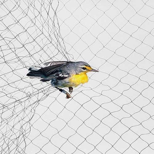 Δίχτυα ομίχλης πουλιών για την σύλληψη πουλιών