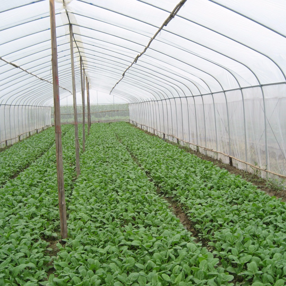 Φτηνές χονδρικές υψηλής ποιότητας Hot Sell Agriculture Greenhouse Anti Insect Net
